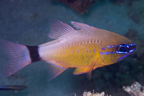 变色管竺鲷是什么鱼？