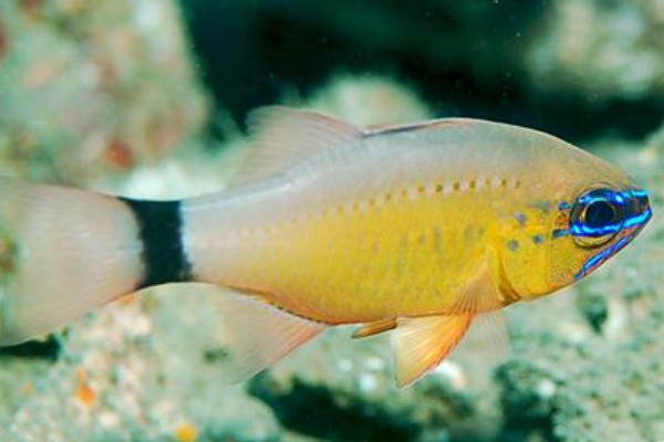 变色管竺鲷是什么鱼？