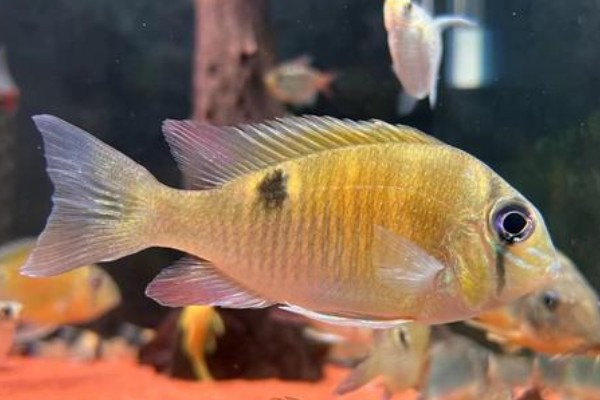 变色管竺鲷是什么鱼？