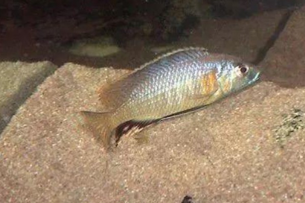 扁头天竺鲷是什么鱼？