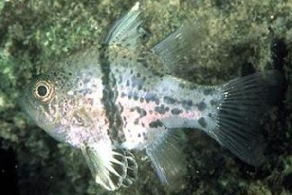弓线天竺鲷是什么鱼？
