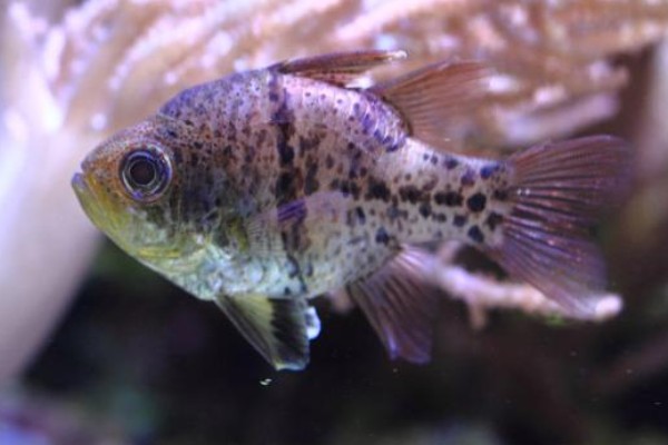 弓线天竺鲷是什么鱼？