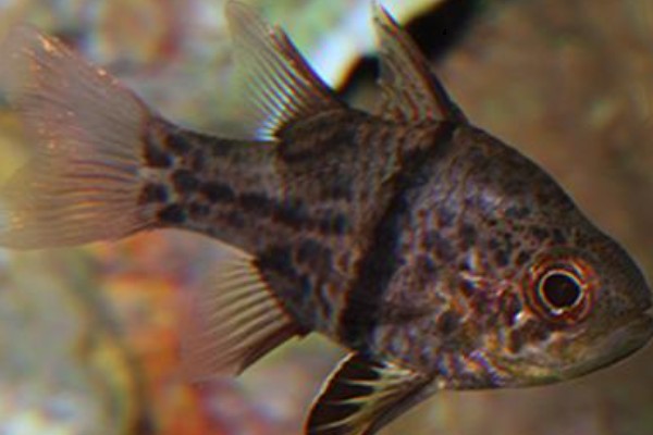 弓线天竺鲷是什么鱼？