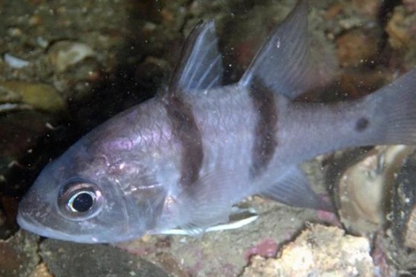双线带天竺鲷是什么鱼？