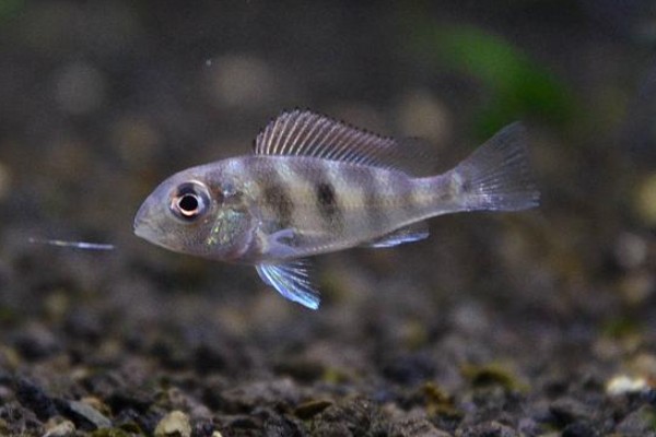 双线带天竺鲷是什么鱼？