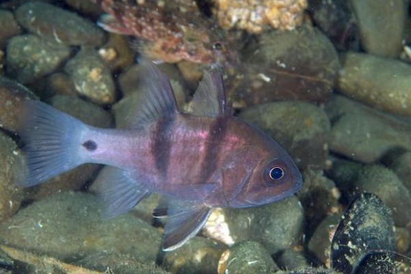 双线带天竺鲷是什么鱼？