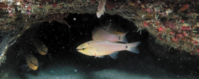 双点天竺鲷是什么鱼？