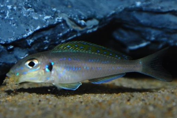 双点天竺鲷是什么鱼？