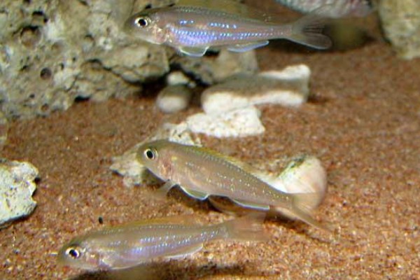 双点天竺鲷是什么鱼？