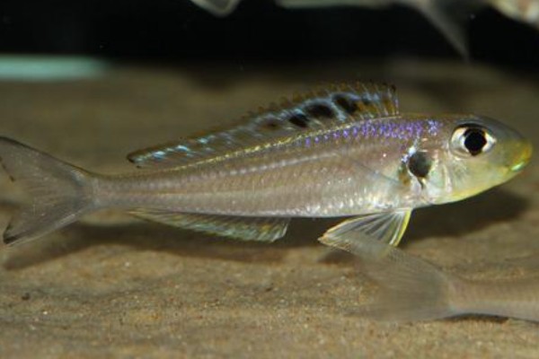 双点天竺鲷是什么鱼？
