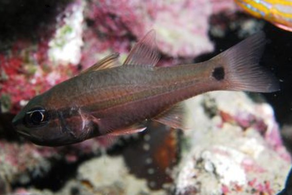 半饰天竺鲷是什么鱼？