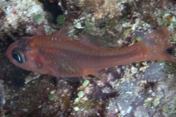 半饰天竺鲷是什么鱼？