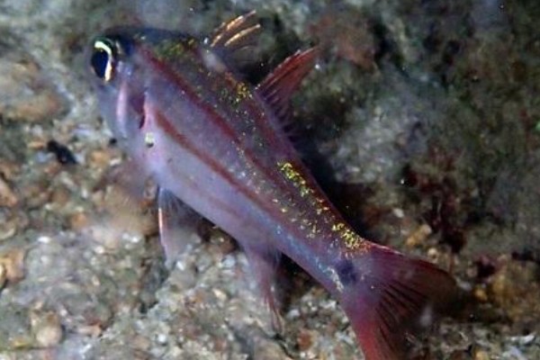 半饰天竺鲷是什么鱼？