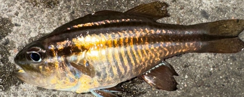 单斑天竺鲷是什么鱼？