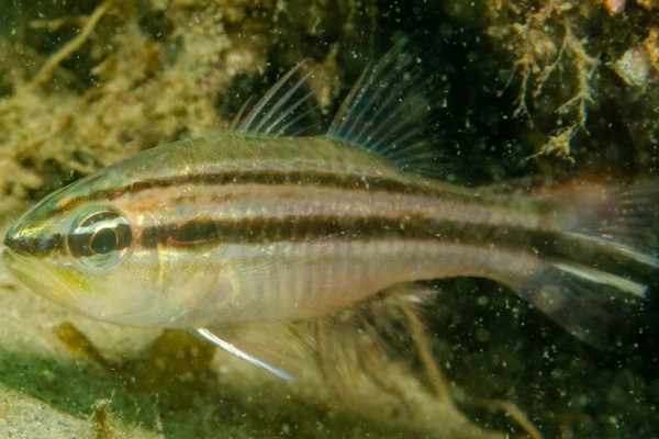 单斑天竺鲷是什么鱼？