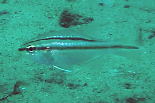 单斑天竺鲷是什么鱼？