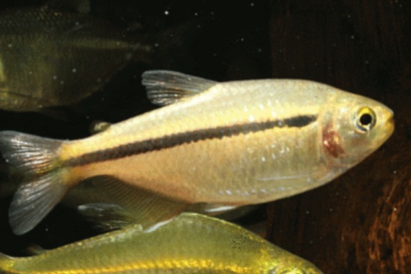 单带天竺鲷是什么鱼？