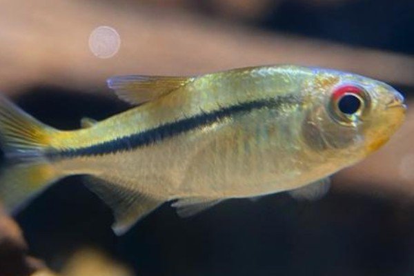 单带天竺鲷是什么鱼？