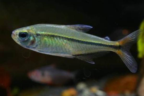 单带天竺鲷是什么鱼？