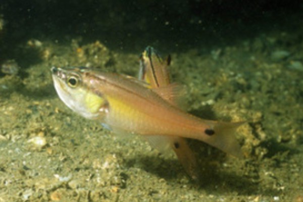 半线天竺鲷是什么鱼？