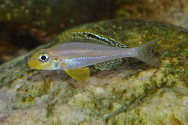 半线天竺鲷是什么鱼？