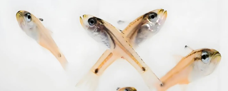 半线天竺鲷是什么鱼？