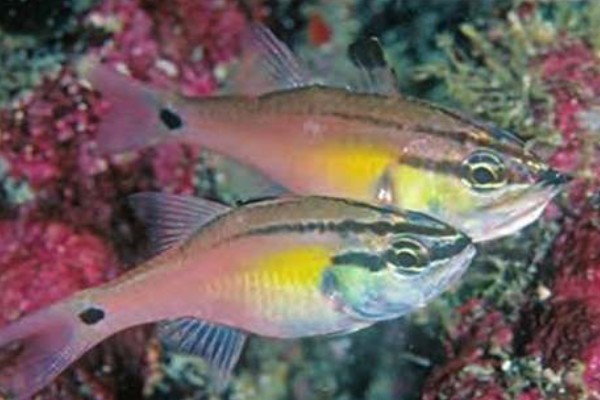 半线天竺鲷是什么鱼？