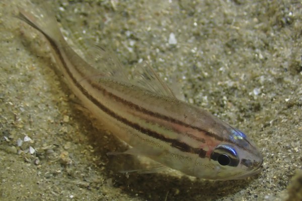 八棘扁天竺鲷是什么鱼？