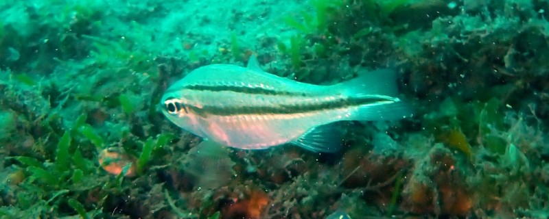 八棘扁天竺鲷是什么鱼？