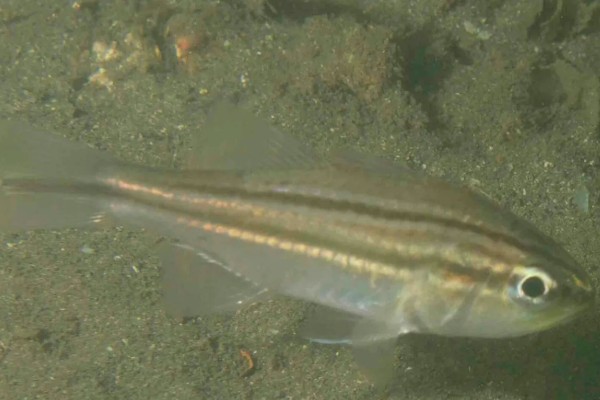 八棘扁天竺鲷是什么鱼？