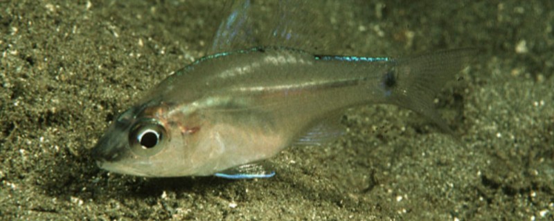 侧带天竺鲷是什么鱼？