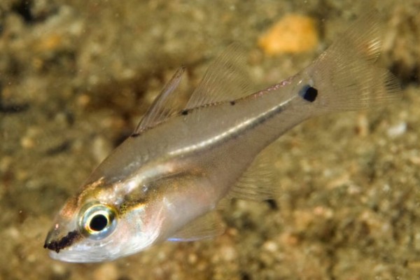 侧带天竺鲷是什么鱼？