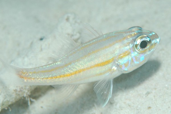 侧带天竺鲷是什么鱼？