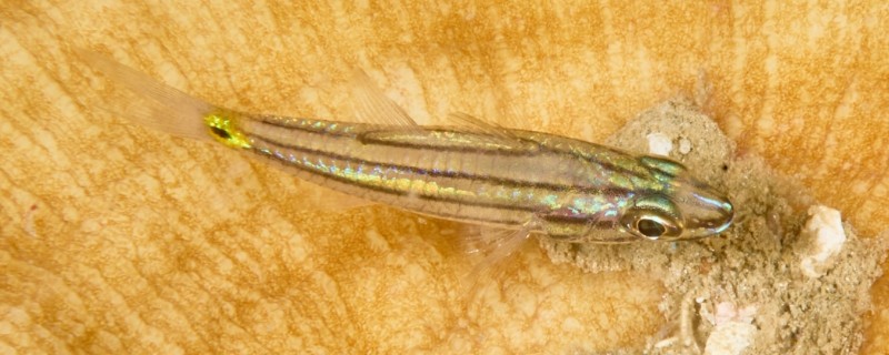 云纹天竺鲷是什么鱼？