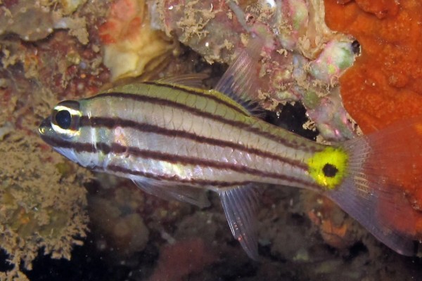 云纹天竺鲷是什么鱼？