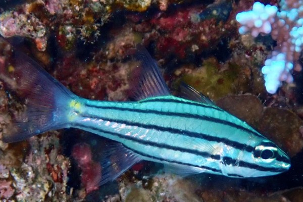 云纹天竺鲷是什么鱼？