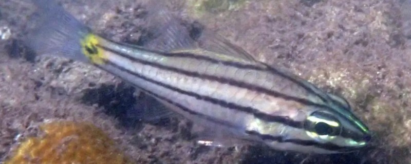 五带巨牙天竺鲷是什么鱼？