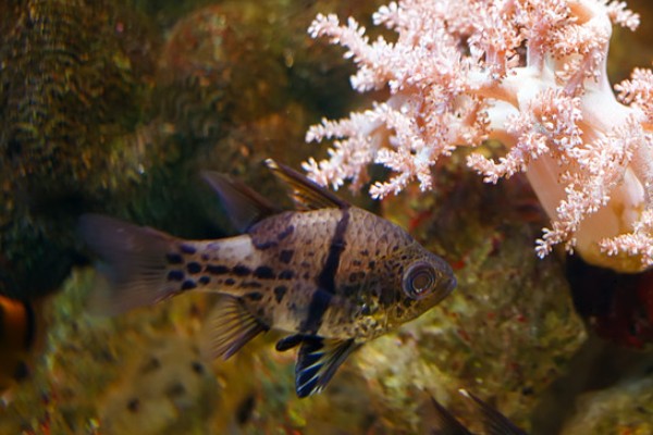 乳突天竺鲷是什么鱼？