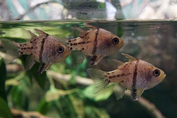 乳突天竺鲷是什么鱼？