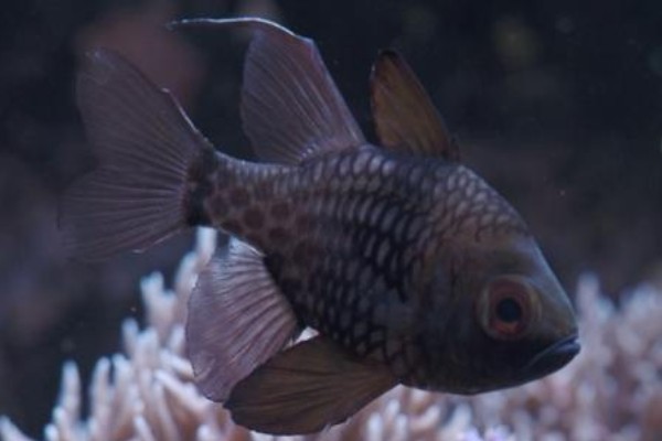 乳突天竺鲷是什么鱼？