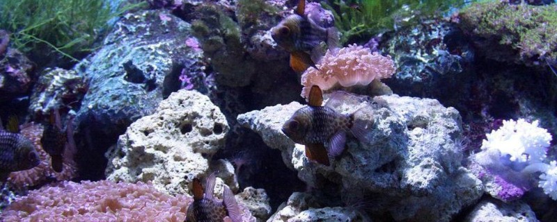 乳突天竺鲷是什么鱼？