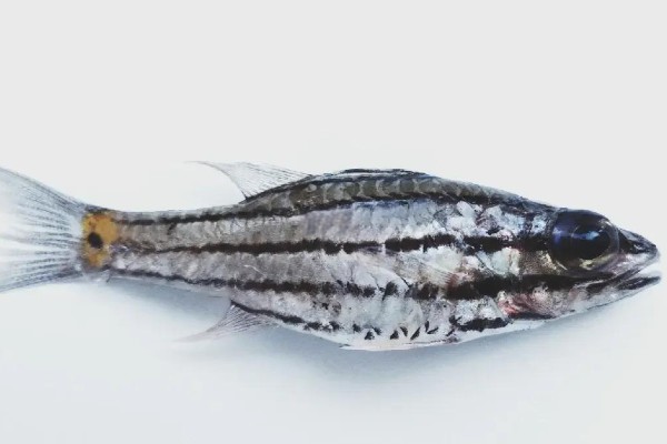 中间巨牙天竺鲷是什么鱼？