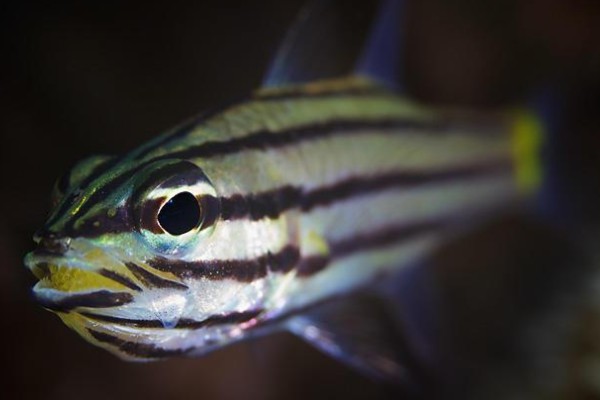 中间巨牙天竺鲷是什么鱼？