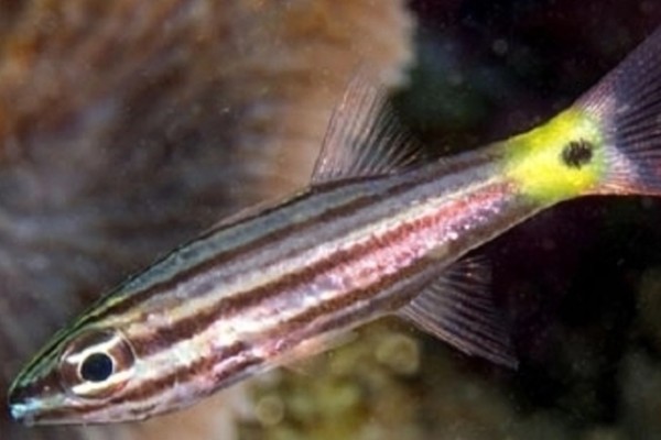 中间巨牙天竺鲷是什么鱼？