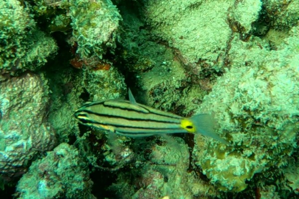五带巨牙天竺鲷是什么鱼？