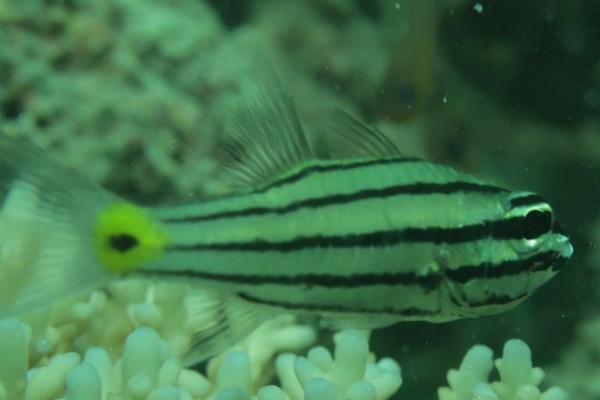 五带巨牙天竺鲷是什么鱼？