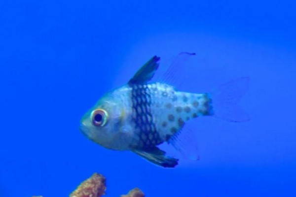 丝鳍圆竺鲷是什么鱼？