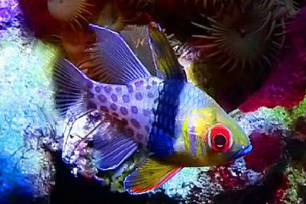 丝鳍圆竺鲷是什么鱼？