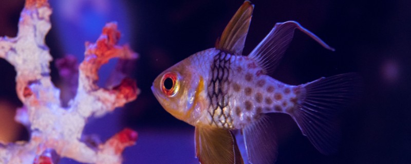 丝鳍圆竺鲷是什么鱼？