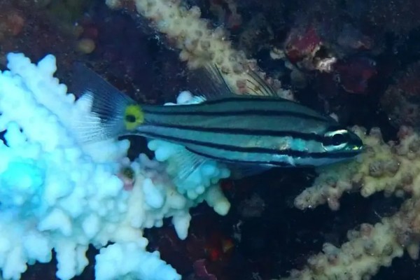 五带巨牙天竺鲷是什么鱼？